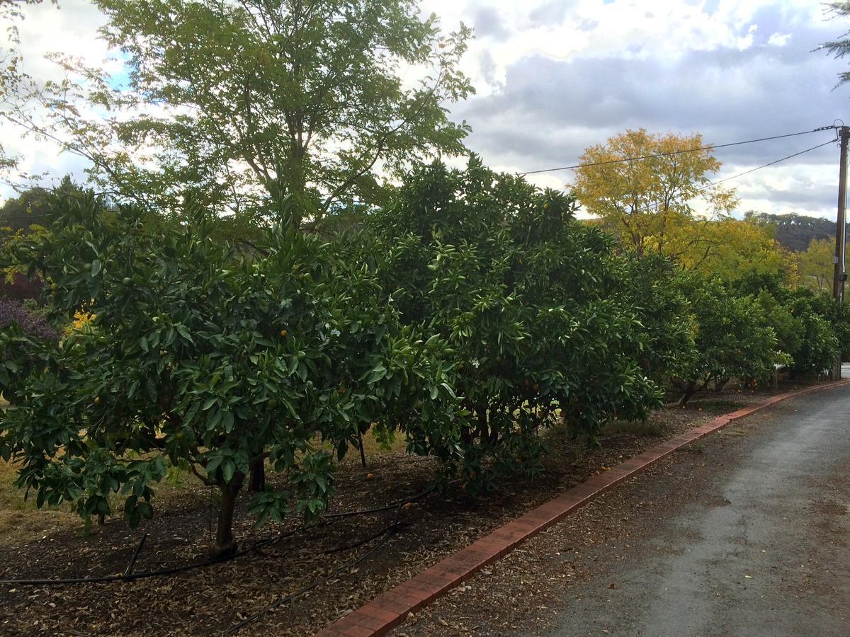 Vineyard Cottage Bnb Gumeracha Exterior foto